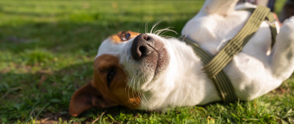 Campaña bienestar animal - Lebrija (1)