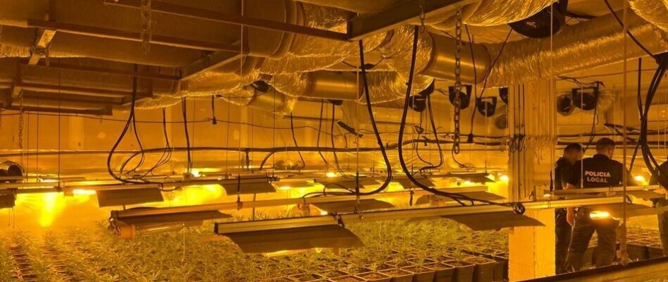 Desmantelada Plantación marihuana (2)