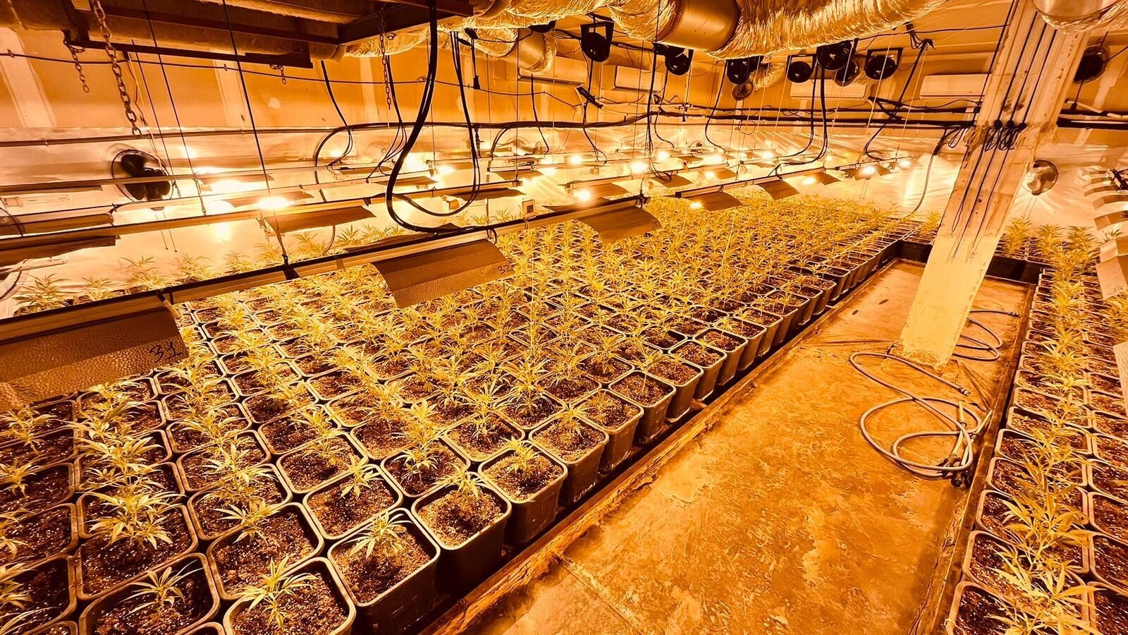 Desmantelada Plantación marihuana (3)