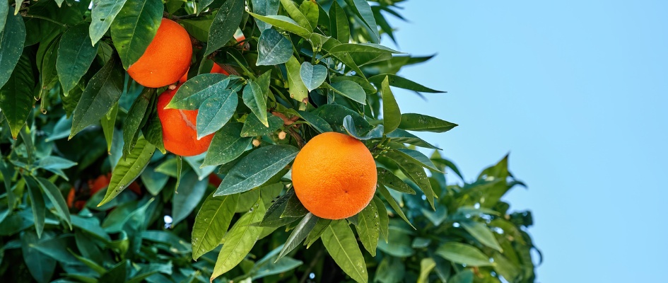 Detalle Naranjo - diciembre 25
