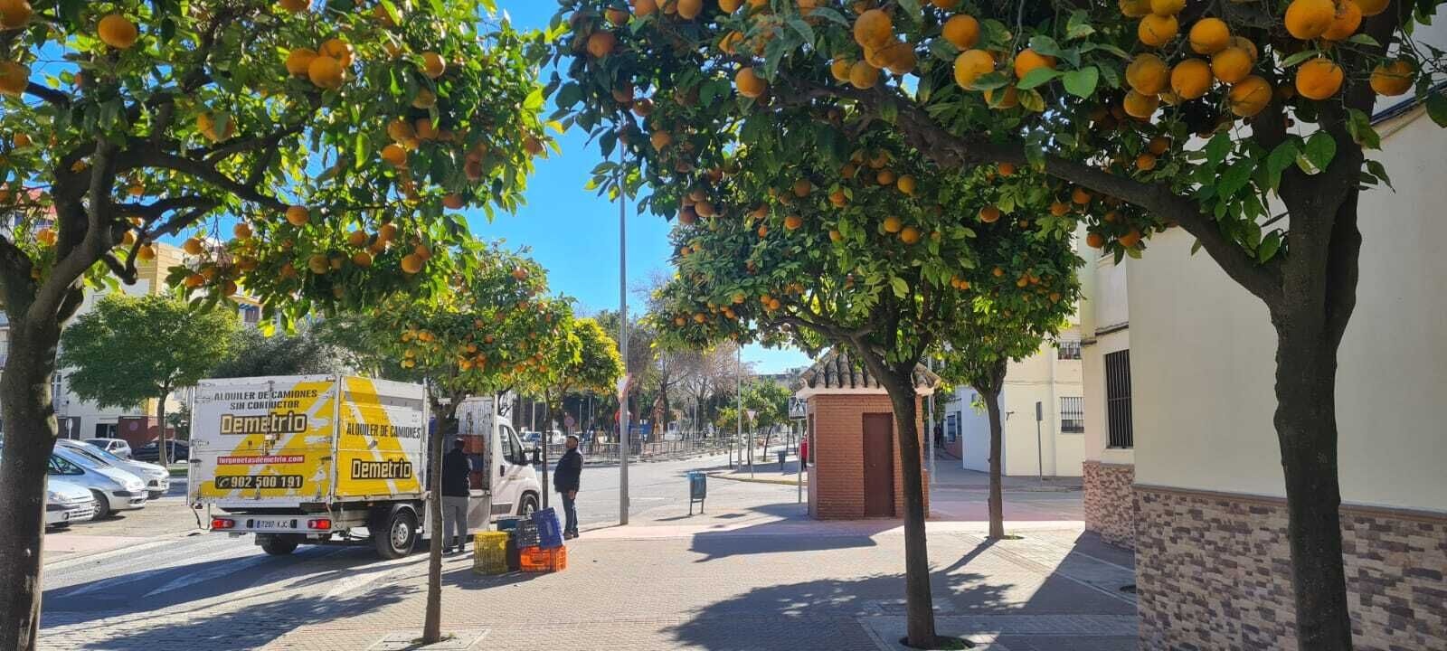 Dic 2023 - recogida naranja amarga  (2)