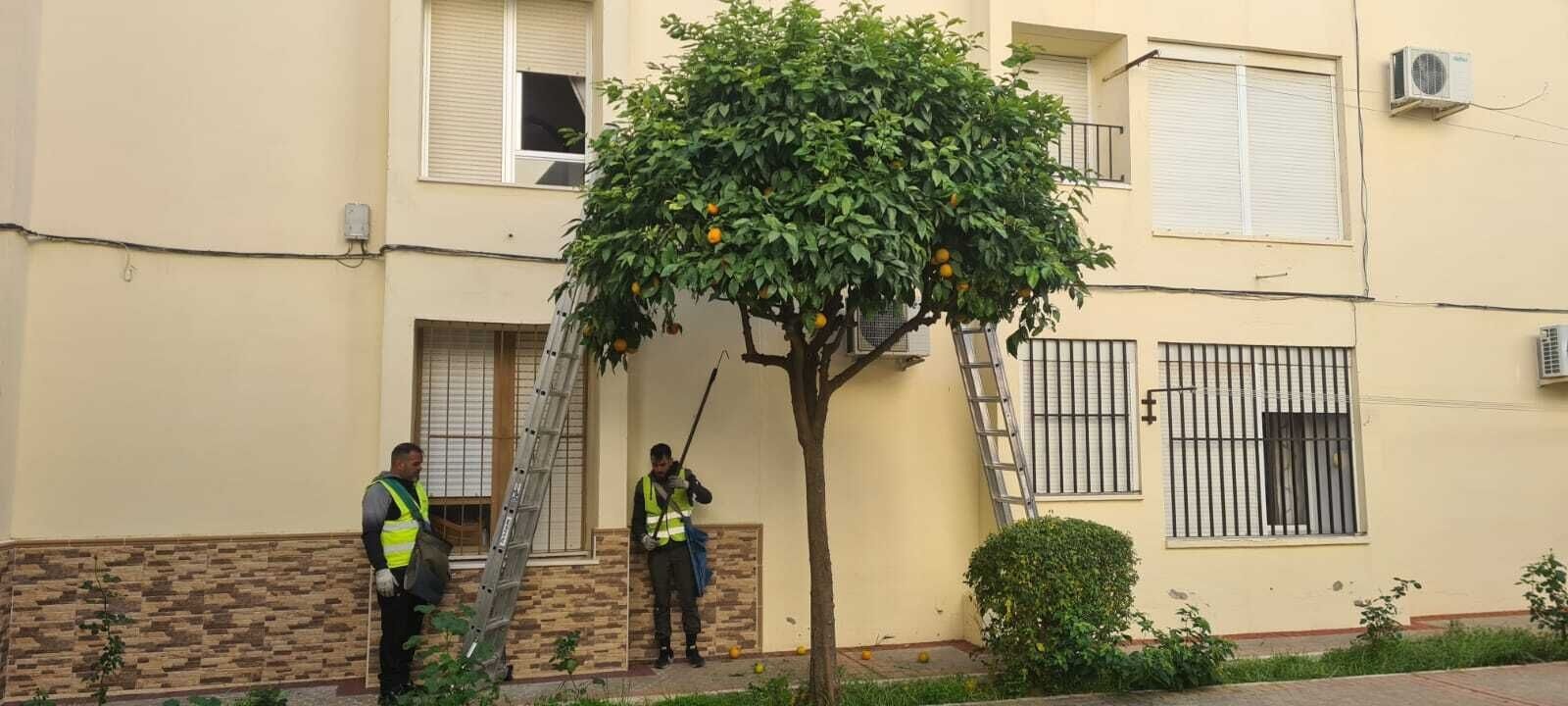 Dic 2023 - recogida naranja amarga  (3)