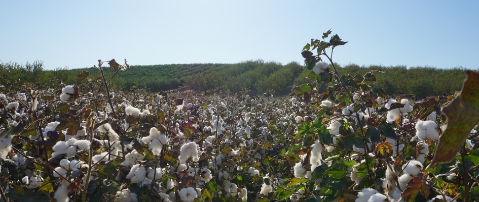 Expoalgodón 2025 (19)