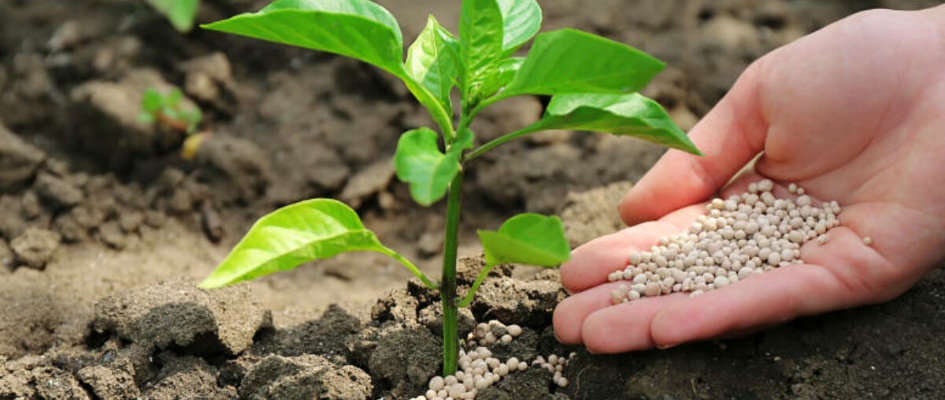 FERTILIZANTES STOCK