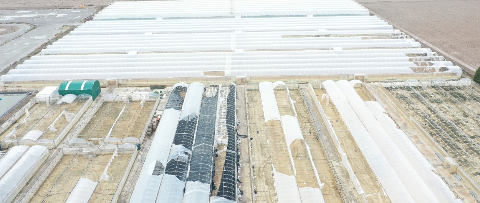 Flor cortada - borrasca Bernad octubre 2023