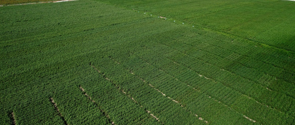 Parcela XII Edición de Expoalgodón situada en Lebija