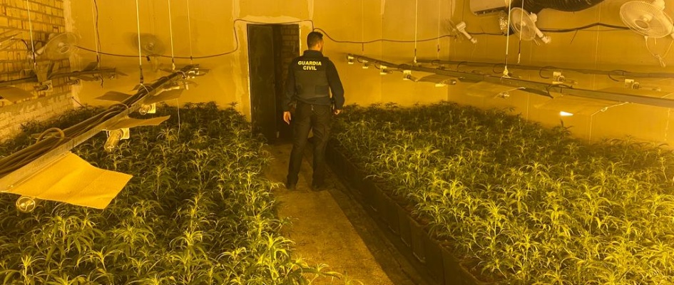 Plantación incaudata (2)