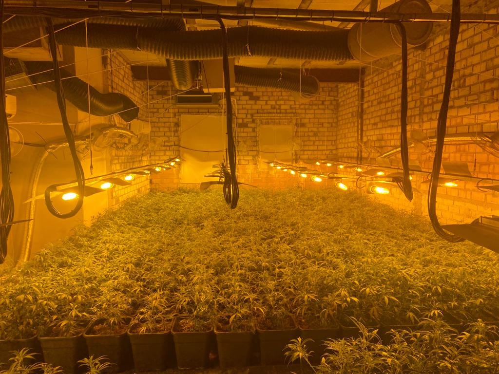 Plantación incautada