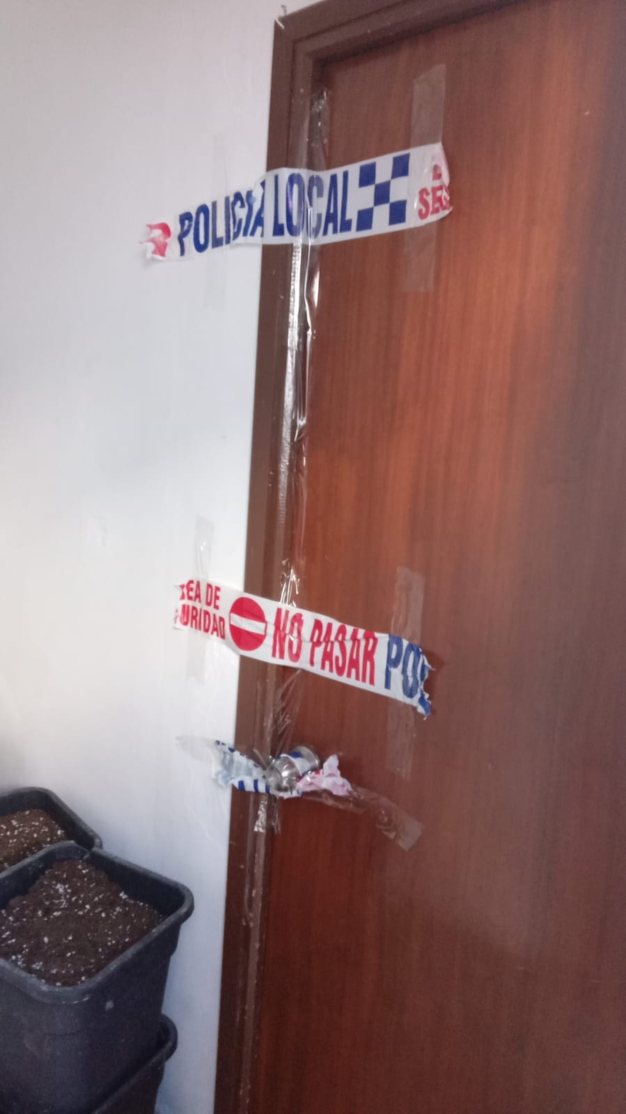 Plantación indoor marihuana - febrero 2024 (3)