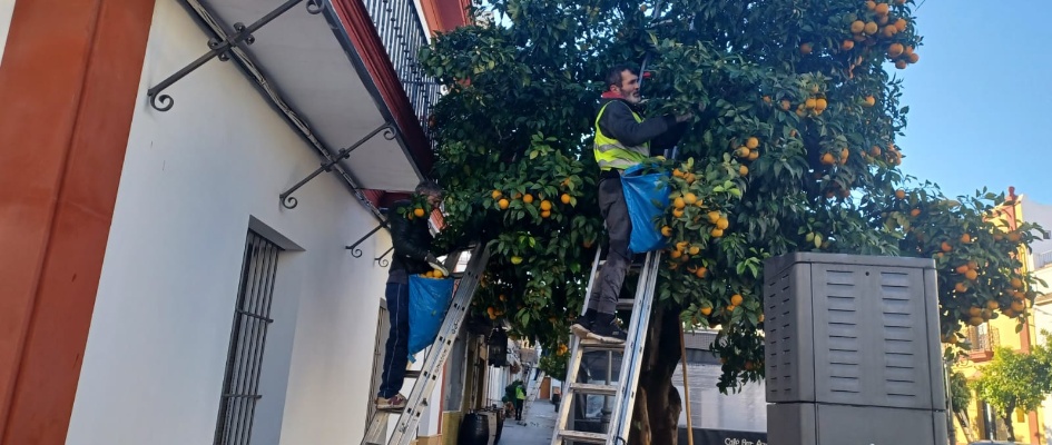 Recogida naranjas 24 (1)