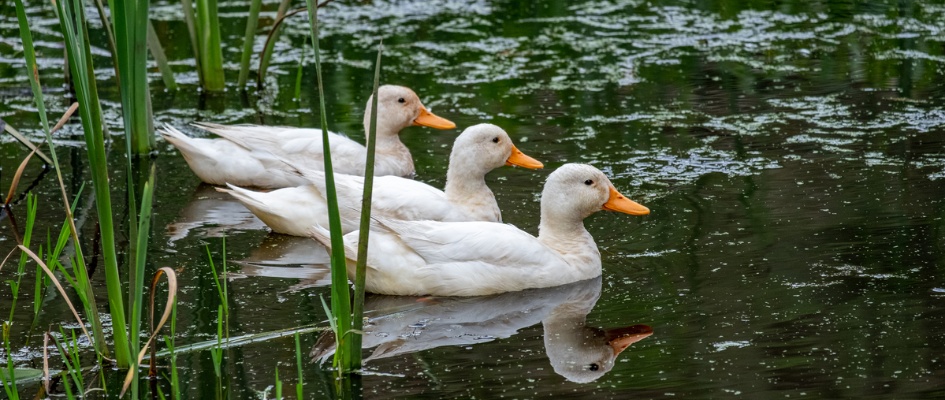 patos-blancos-nadando-en-un-estanque (1)